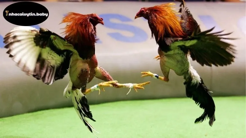 Tổng Quan Về Đá Gà Online