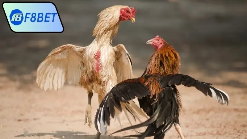 Đá gà trực tiếp cựa dao hôm nay F8Bet - Cơ hội thắng lớn! 4 Cách quản lý vốn khi tham gia đá gà trực tiếp cựa dao hôm nay F8Bet